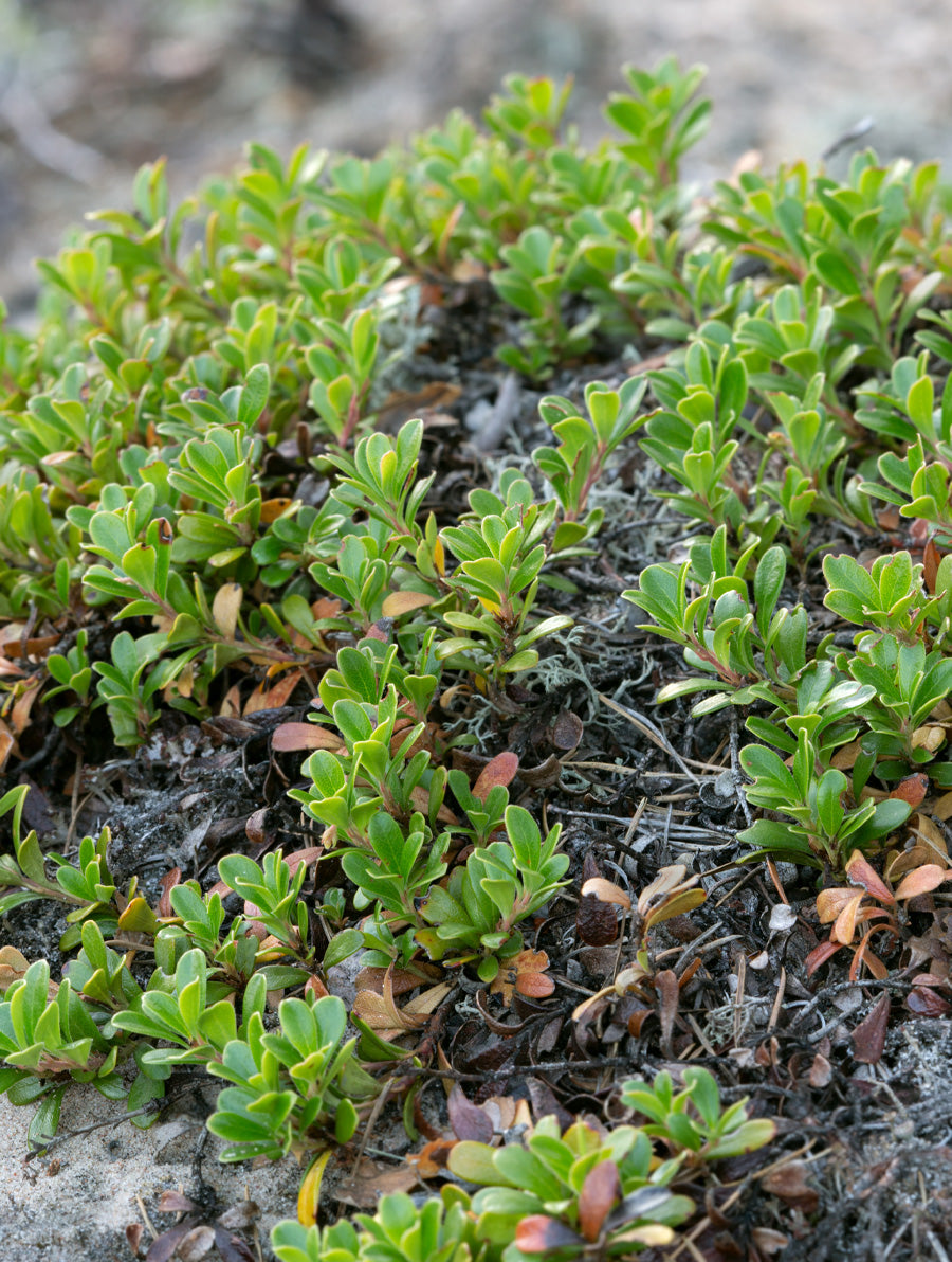 Kinnikinnick 'Vancouver Jade' 4"